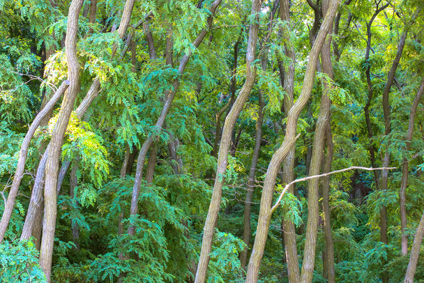 Зеленый, тенистый лес, национальный парк в солнечный летний день. Высокая, ветвистая акация, Робиния или саранча с пышными, густыми листьями. Природный ландшафт. Панорамное изображение. Вид снизу на высокие деревья. - Фото, изображение