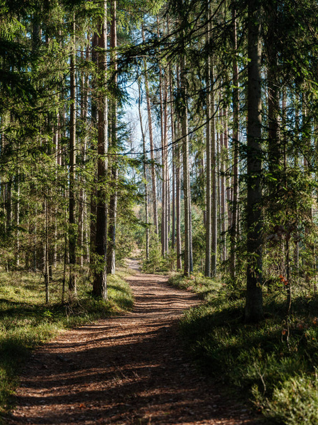 szlak turystyczny w jesiennym lesie na Łotwie ze złotymi liśćmi drzew i promieniami słońca - Zdjęcie, obraz