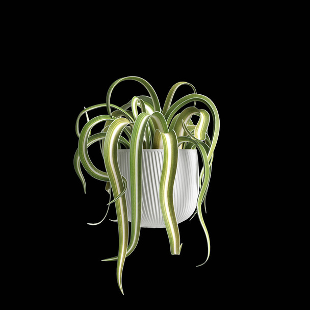 3D-Illustration der Zimmerpflanze isoliert auf schwarzem Hintergrund - Foto, Bild