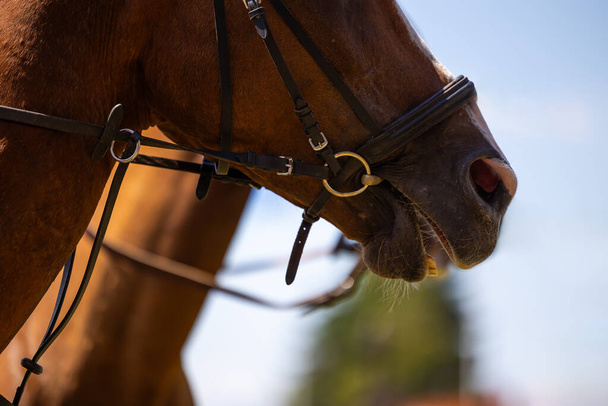 Eine Nahaufnahme des Pferdekopfes, deutlich sichtbare Gurtelemente. Foto aufgenommen an einem sonnigen Tag während eines Reitturniers. Unklarer Hintergrund - Foto, Bild