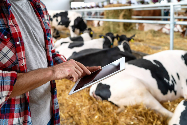 Modern farmer uses digital tablet at livestock farm on background of cows, receives digital data of microchips built in cows. - Photo, Image