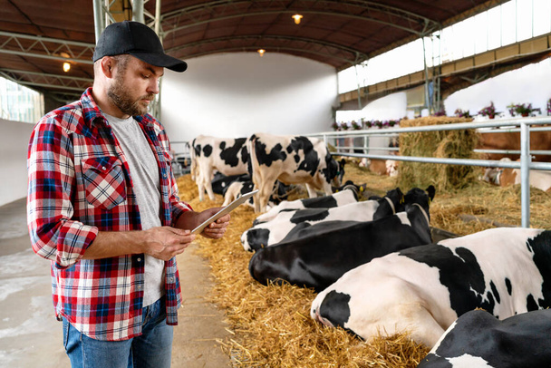 Homem agricultor usando boné e camisa xadrez trabalhando no computador tablet digital na fazenda de gado em segundo plano com vacas. - Foto, Imagem