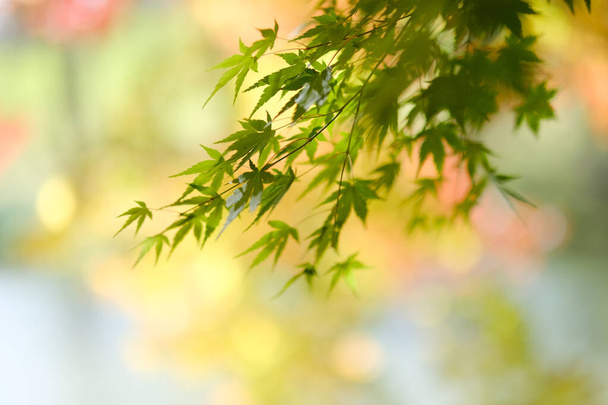Hokkaido 'da yeşil sonbahar yaprakları - Fotoğraf, Görsel