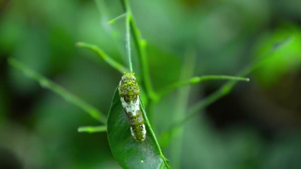 Гусеница ласточкохвостой бабочки, движущейся по листу цитрусового дерева - Кадры, видео