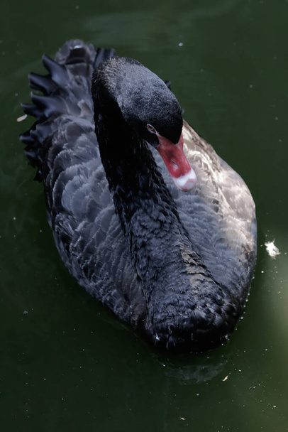 黒い白鳥が緑のプールの水で羽を掃除しています. この鳥は科学的な名前を持っています シグナス・アトラス. - 写真・画像