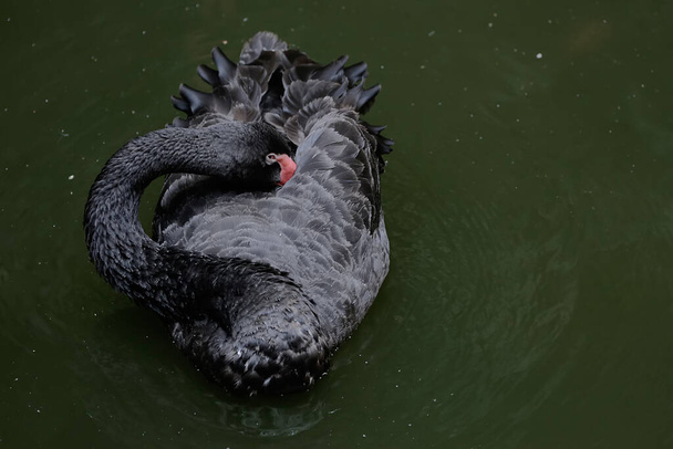 Ένας μαύρος κύκνος καθαρίζει τα φτερά του στο πράσινο νερό της πισίνας. Αυτό το πουλί έχει το επιστημονικό όνομα Cygnus atratus. - Φωτογραφία, εικόνα