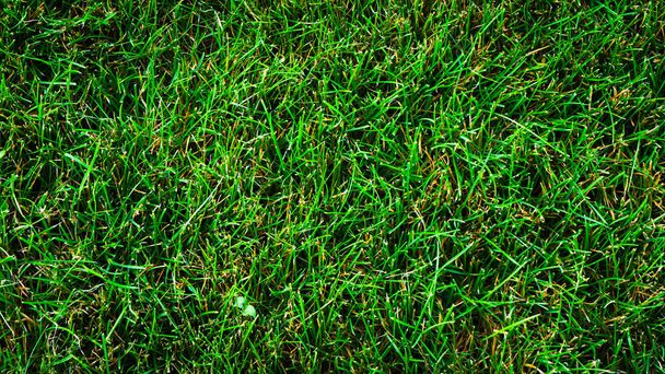 Texture background of green grass with uneven shapes - Photo, Image