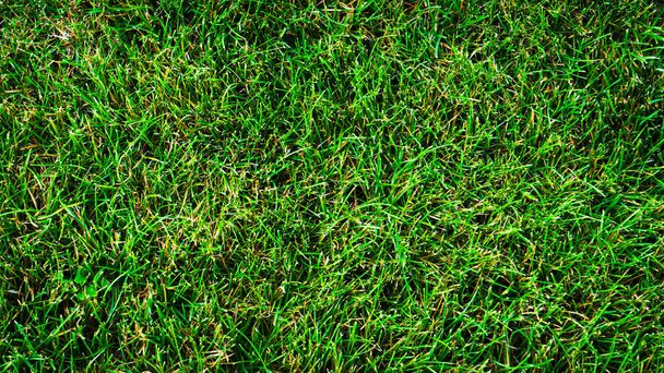 Texture background of green grass with uneven shapes - Photo, Image