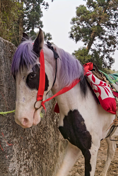 04.15.2023 でした. ミリク, 西ヴェンガル, インド馬ミリックヒルタウンで観光客の乗車のために準備 - 写真・画像