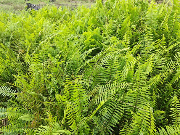 types of ferns leaves plants found in the plantation. - Photo, Image