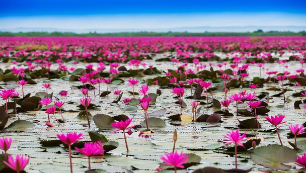 Θάλασσα από κόκκινο lotus, Marsh Ερυθρά θάλασσα lotus της κόκκινο lotus, Ταϊλάνδη - Φωτογραφία, εικόνα