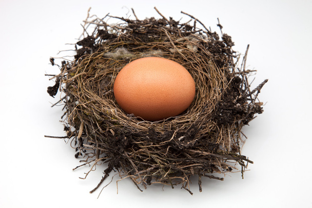 egg bird's nest - Photo, Image