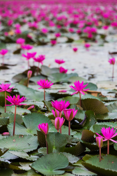 Sea of red lotus, Marsh Red lotus Sea of red lotus Thailand
 - Фото, изображение