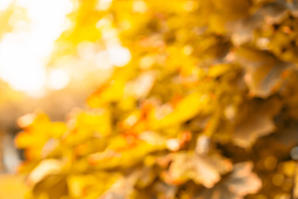 Abstraktes buntes Bokeh der herbstlichen Natur. Herbstlicher Hintergrund. Hochwertiges Foto - Foto, Bild