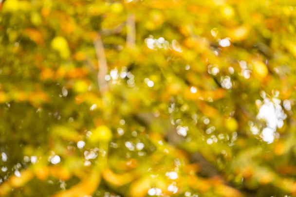 Sonbahar doğasının soyut renkli bokeh 'i. Sonbahar arkaplanı. Yüksek kalite fotoğraf - Fotoğraf, Görsel