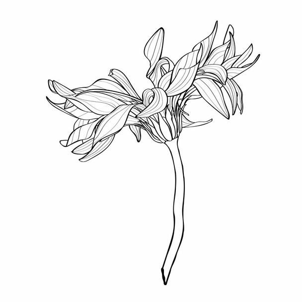 Kaunis yksivärinen, linja, musta ja valkoinen gerbera kukka eristetty. Käsin piirretyt ääriviivat ja iskut. Gerbera pasta carbonara. Kihara kukka kuva. - Vektori, kuva