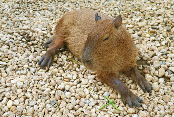 Imádnivaló Capybara Pihentető étkezés után - Fotó, kép