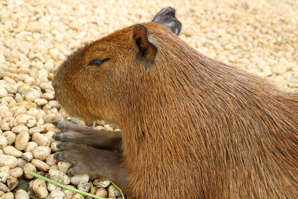Closeup of Capybara, the World's Largest Rodent - Photo, Image