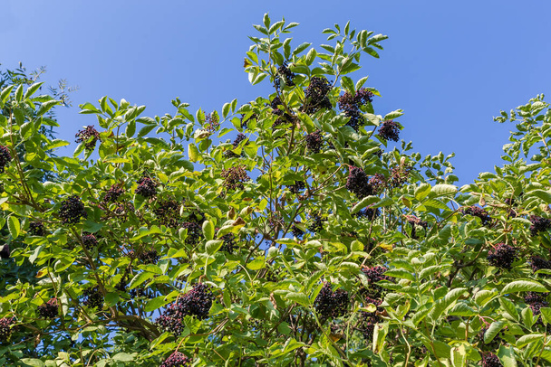 Υποκαταστήματα του elderberry με δέσμες των ώριμων μαύρων μούρων, από κάτω προς τα πάνω με θέα τον καθαρό ουρανό σε ηλιόλουστη μέρα - Φωτογραφία, εικόνα