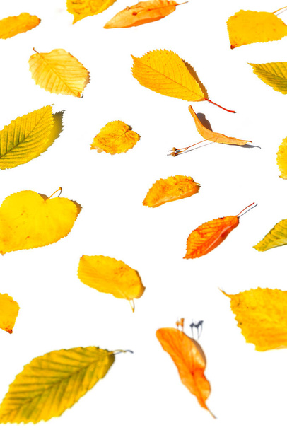 Творческая композиция из сухих листьев на белом солнечном фоне. Осень, осень, День благодарения концепция. Минимальный стиль. Плоский, вид сверху - Фото, изображение