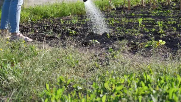 Osoba rolnik podlewanie łodyg grochu z konewką podczas suszy, suchy ląd na dobre zbiory w ogrodzie warzywnym zbliżenie, zwolnione tempo - Materiał filmowy, wideo