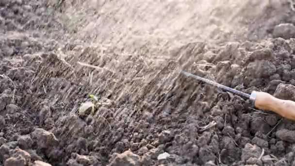 Persona agricultor riego jardín con regadera durante la sequía, tierra seca para una buena cosecha en primer plano vegetal, cámara lenta - Metraje, vídeo