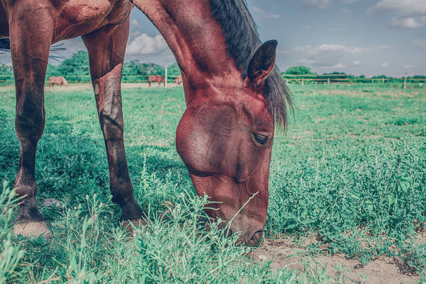 Hevonen laiduntaminen sisällä kotelo ruohoinen niitty.Ratsastus koulu. Laadukas kuva - Valokuva, kuva