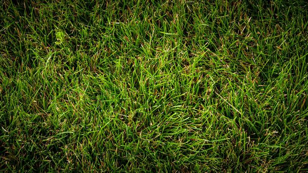 Textur Hintergrund von grünem Gras im Garten - Foto, Bild