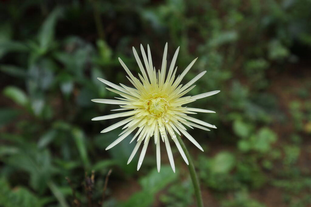 Zblízka pohled na nažloutlou smetanovou barvu Gerbera květ (Gerbera Jamesonii) kvést v domácí zahradě. Tato květina také zná jako Babandesiya květ - Fotografie, Obrázek