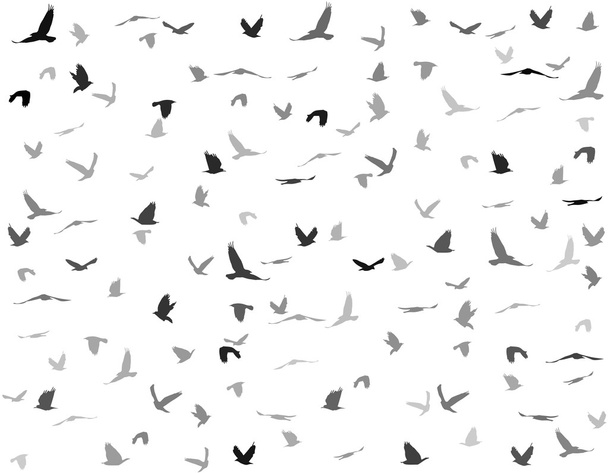 Silhouettes of birds - Vektor, obrázek