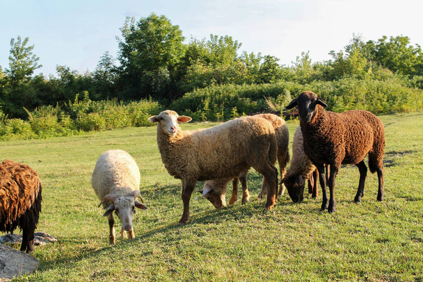 Sheep Grazing en Green Meadow al atardecer. Manada de ovejas Descansando en el prado verde al anochecer - Foto, Imagen