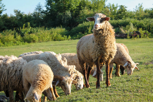 Rebaño de ovejas pastando en el prado al atardecer en Green Pasture. Puesta de sol idílica - Foto, imagen