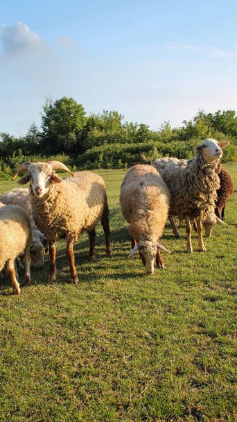Rebaño de ovejas pastando en el prado al atardecer en Green Pasture. Puesta de sol idílica - Foto, imagen