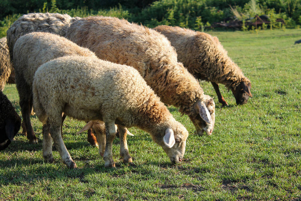 Manada pacífica de ovejas pastando en la serena pradera de la hora dorada. Ovejas pastando al atardecer. Agricultura de naturaleza - Foto, Imagen