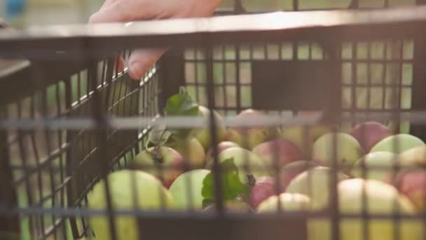 Raccolta di frutta autunnale stagionale. Una mano di uomo mette una mela in un cesto. Cibo biologico sano naturale con vitamine. Raccolta di mele per produrre succo fresco e marmellata. Dal giardino al mercato e al mercato - Filmati, video