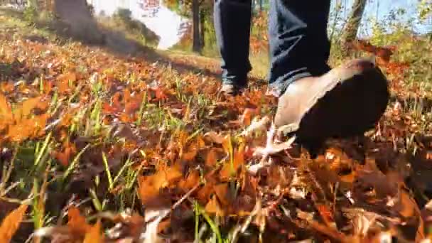 Entra nel cuore dell'autunno con questa vista ravvicinata di un viaggio escursionistico. Seguire i piedi e le gambe di un uomo mentre cammina attraverso una foresta ricoperta di vibrante fogliame caduta. Sperimentare l'essenza di - Filmati, video