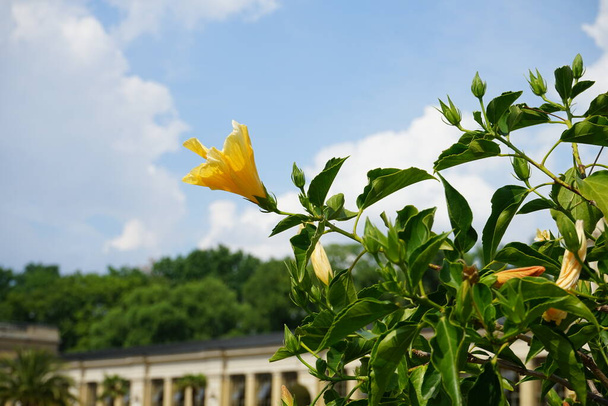 Hibiscus rosa-sinensis boom bloeit in juli. Hibiscus rosa-sinensis ("Hibiscus rosa-sinensis") is een tropische hibiscus, een bloeiende plant uit het geslacht "Hibiscus". Potsdam, Duitsland  - Foto, afbeelding