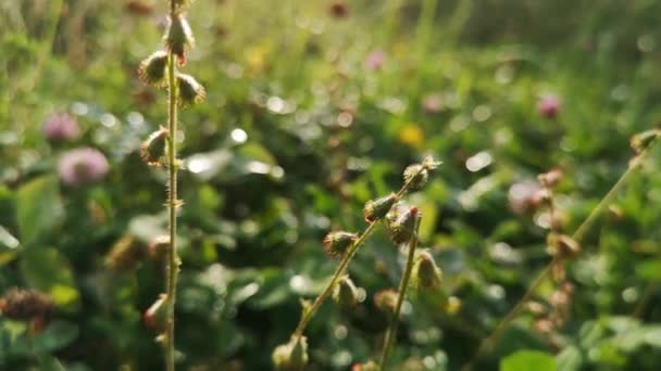Nasiona Agrimonia eupatoria w jesiennym lesie - Materiał filmowy, wideo