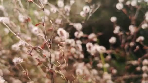 Trifolium Arvense in soft focus per lo sfondo - Filmati, video