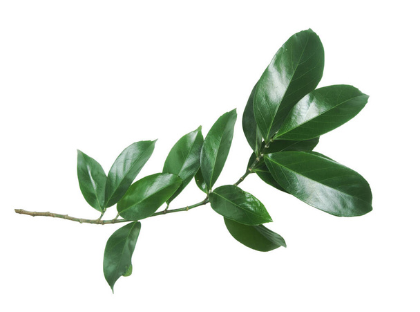 υποκατάστημα της πράσινα φύλλα που απομονώνονται σε λευκό φόντο. - Φωτογραφία, εικόνα