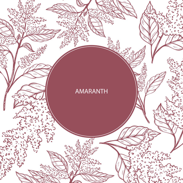 Metin için Amaranth etiket şablonu arka planı. Amararanthus 'un çiçek ve dalı oymalı bitki vektör çizimi. Süper yiyecek, sağlıklı beslenme, tahıl. Etiket, ambalaj, kart, kağıt, tasarım için - Vektör, Görsel