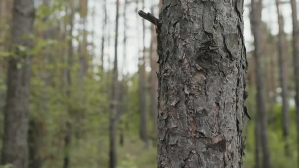 Ondiepe focus van boomstam aangeraakt door de hand van jonge mannelijke Biracial toerist wandelen in het bos - Video