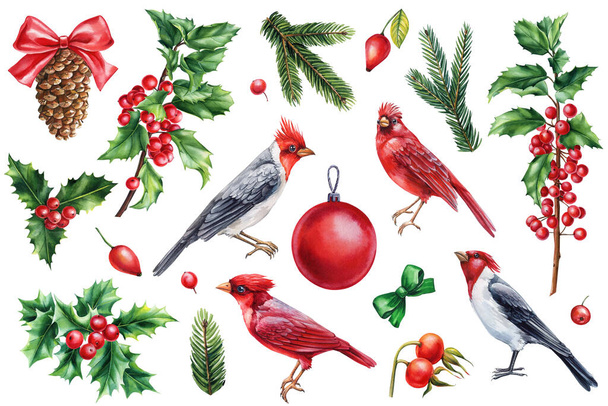 Червоний кардинал, Холлі, конус і ялина. Різдвяний набір з птахами на білому тлі, акварельні малюнки. Високоякісна ілюстрація - Фото, зображення