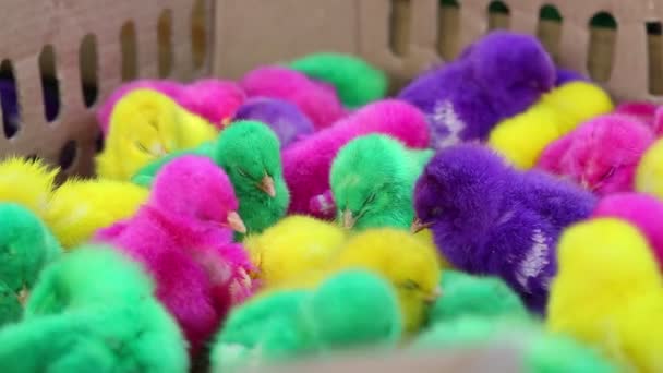 Pollitos de pollo colorido colorido artificial para la venta en un mercado indonesio local. - Imágenes, Vídeo