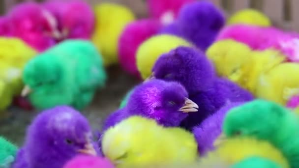 Endonezya pazarında satılık renkli yapay boyalı yavru tavuklar.. - Video, Çekim