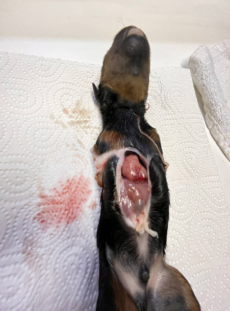деформированный щенок новорожденный ротвейлер в ветеринарии - Фото, изображение