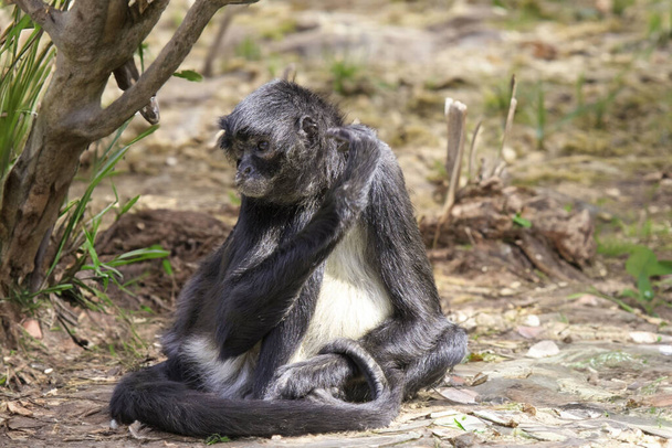 Αιχμαλωτίζοντας μαϊμού ακμάζουσα στο φυσικό περιβάλλον - Φωτογραφία, εικόνα