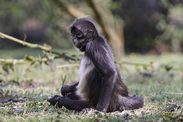 Macaco cativante prosperando no habitat selvagem - Foto, Imagem