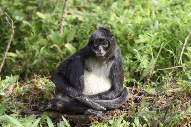 Αιχμαλωτίζοντας μαϊμού ακμάζουσα στο φυσικό περιβάλλον - Φωτογραφία, εικόνα