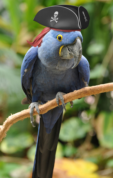 Блакитний папуга з піратським капелюхом, що сидить на окунях
 - Фото, зображення